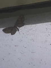 Hydriomena furcata
