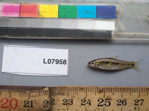 Blackspot barb (Enteromius atromaculatus) — Cyprinidae — 5