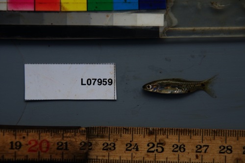 Blackspot barb (Enteromius atromaculatus) — Cyprinidae — 4