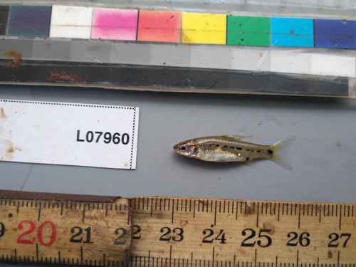 Blackspot barb (Enteromius atromaculatus) — Cyprinidae — 3
