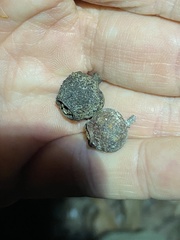 Eucalyptus baileyana