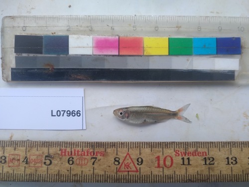 Slender tetra (Micralestes humilis) — Alestidae