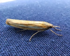 Agriphila