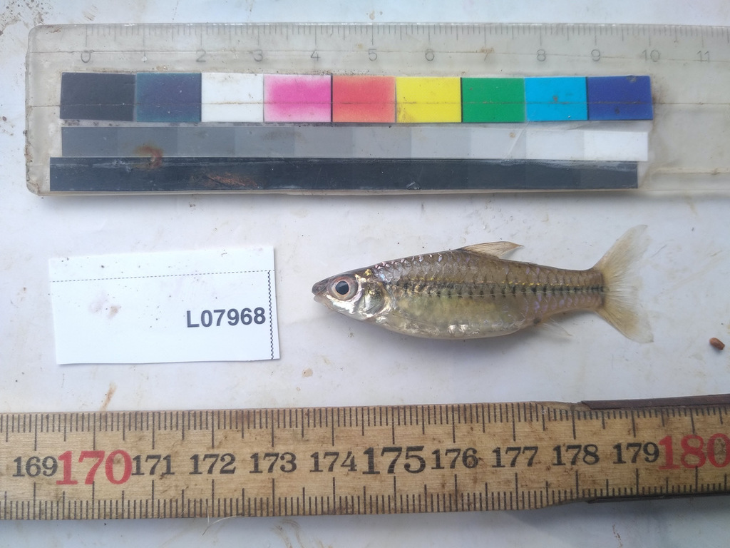 Blackspot barb (Enteromius atromaculatus) — Cyprinidae