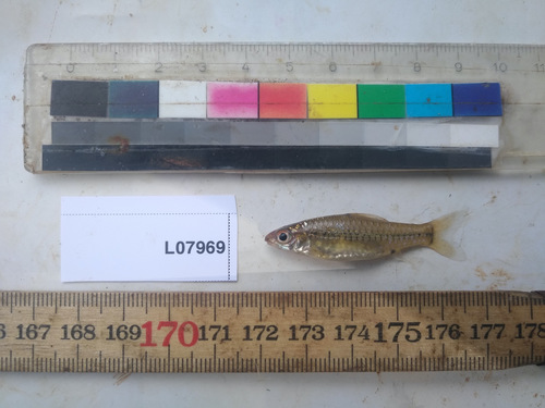 Blackspot barb (Enteromius atromaculatus) — Cyprinidae — 2