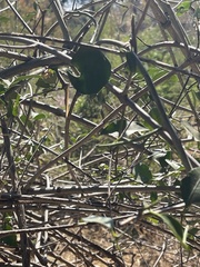 Pristimera longipetiolata