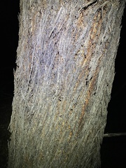 Eucalyptus baileyana