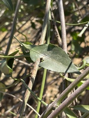 Pristimera longipetiolata