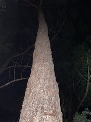 Eucalyptus baileyana