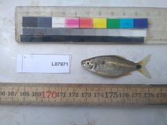 Brycinus imberi