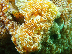 Aplidium benhami