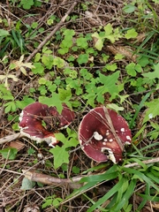 Russula integra