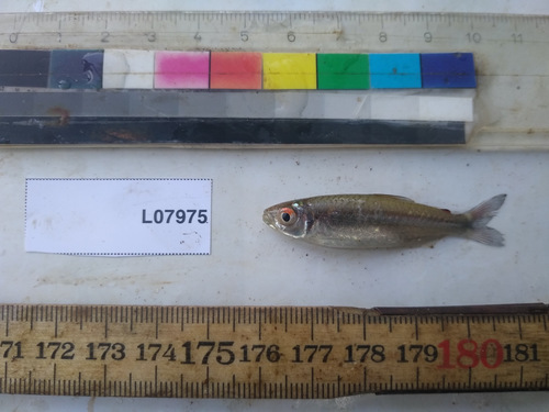 Storms' tetra (Micralestes stormsi) — Alestidae — 5