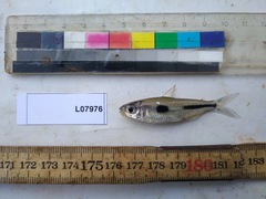 Alestidae
