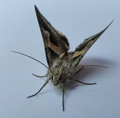 Drasteria caucasica