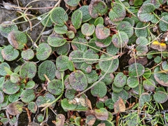 Salix reticulata