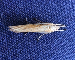 Agriphila