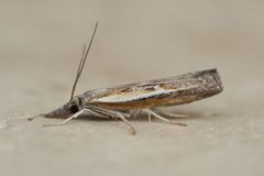 Ptochostola microphaeellus