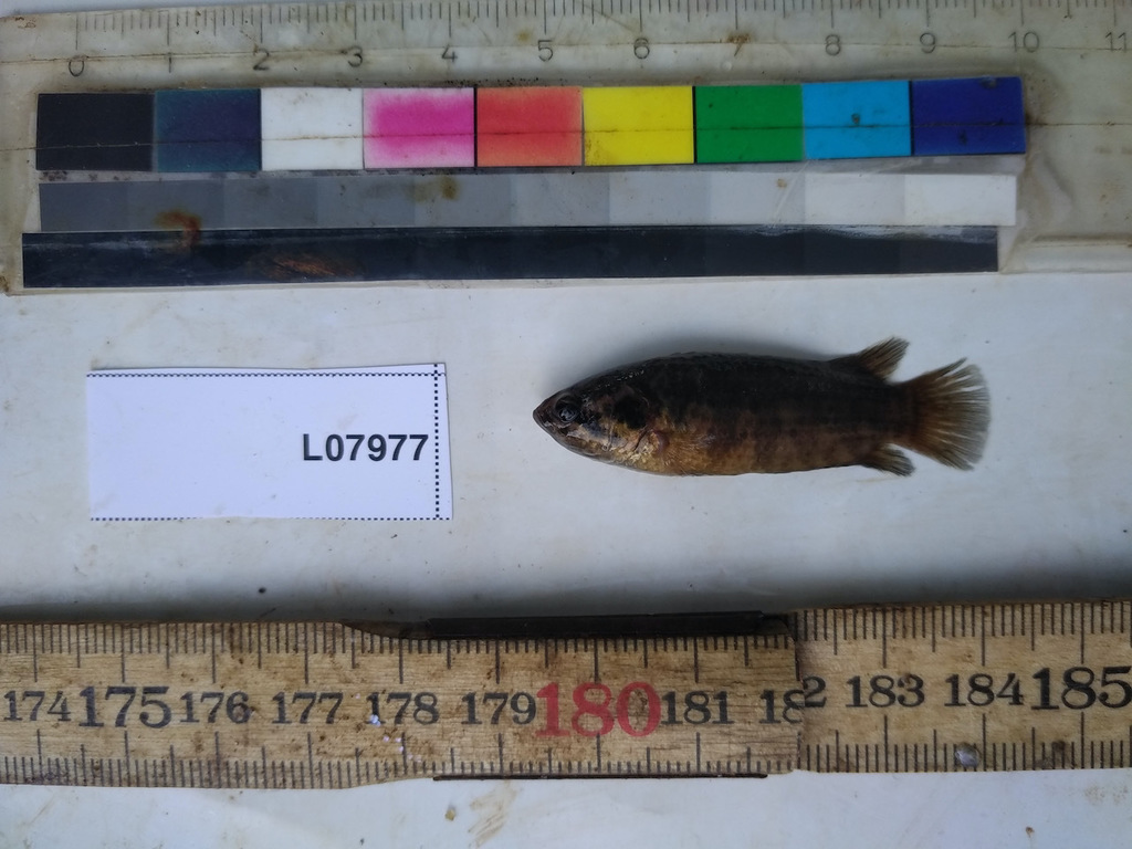 Lined bushfish (Microctenopoma lineatum) — Anabantidae