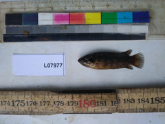 Microctenopoma