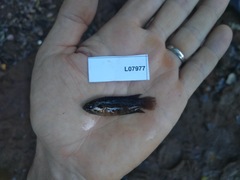 Microctenopoma