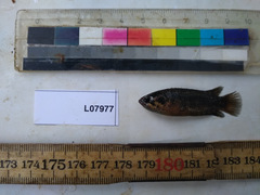 Microctenopoma