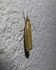 Agriphila