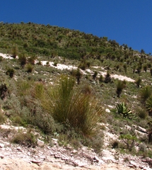 Dasylirion longissimum