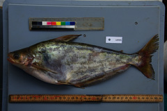 Eutropiichthys