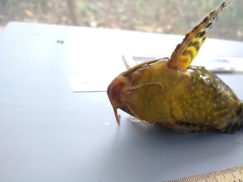 Angel catfish (Synodontis angelicus) — Mochokidae