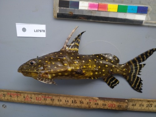 Angel catfish (Synodontis angelicus) — Mochokidae — 3