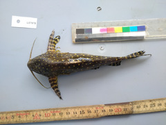 Synodontis angelicus