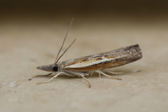 Ptochostola microphaeellus