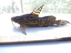 Synodontis angelicus
