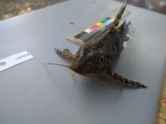 Synodontis angelicus