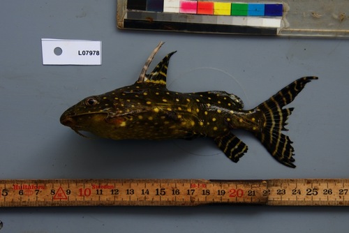 Angel catfish (Synodontis angelicus) — Mochokidae — 2