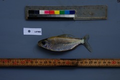 Bryconaethiops microstoma