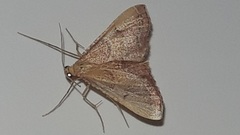 Endotricha flammealis