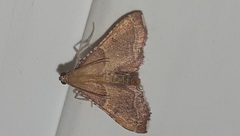 Endotricha flammealis