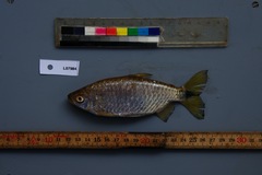 Brycinus imberi