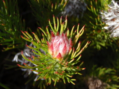 Serruria rostellaris