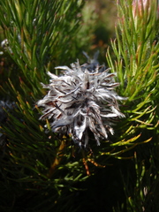 Serruria rostellaris