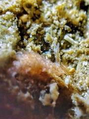 Aeolidiopsis harrietae