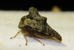 Heliria cristata