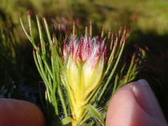 Serruria rostellaris