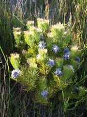 Serruria rostellaris