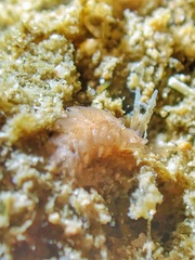 Aeolidiopsis harrietae