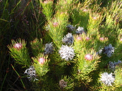 Serruria rostellaris