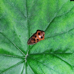 Cosmoscarta dorsimacula