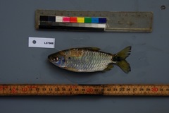Brycinus imberi